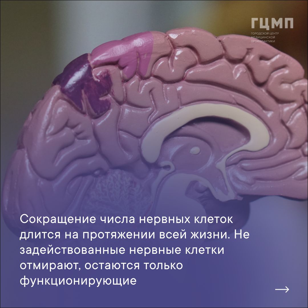 Забота о головном мозге